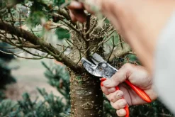 Original LÖWE Gartenhelfer<Classic Schere von
